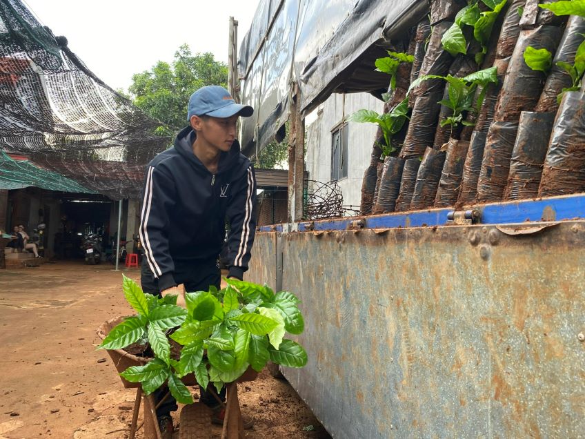 La demanda de reconstruccion del cafe de los agricultores de Dak Lak aumento. Foto: Thanh Quynh