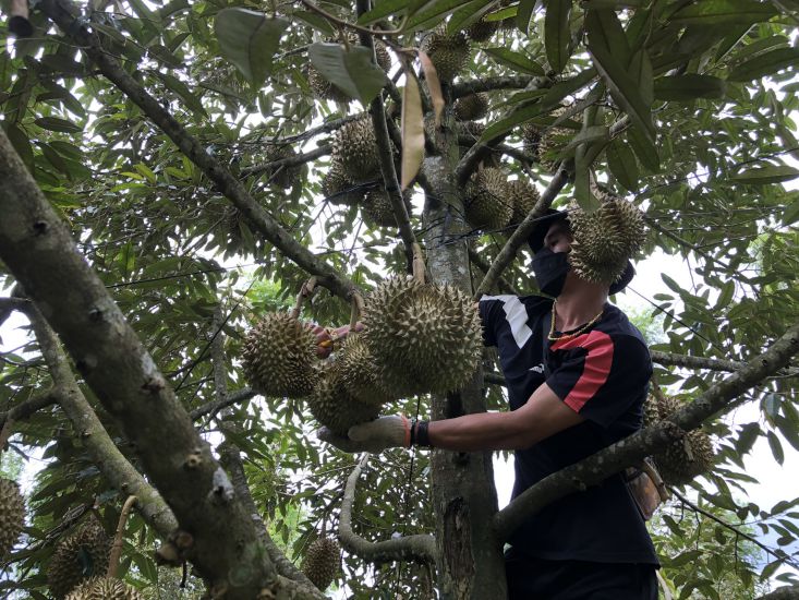 Many durian gardens in Krong Pac district are in the fruit stage, farmers are taking full measures to protect their agricultural products when it is continuously raining heavily. Photo: Bao Trung