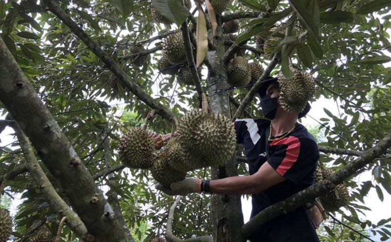 Many durian gardens in Krong Pac district are in the fruit stage, farmers are taking full measures to protect their agricultural products when it is continuously raining heavily. Photo: Bao Trung