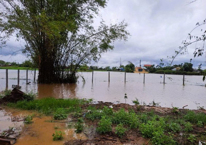 Canh dong vua sa xong cua nong dan Dien Ban, Quang Nam chim trong bien nuoc, nguy co mat trang. Anh: Ki Nguyen