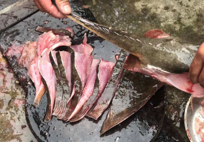 Ca duoi noi tieng la thuc pham giau dinh duong, bao gom protein, vitamin va nhieu loai khoang chat.