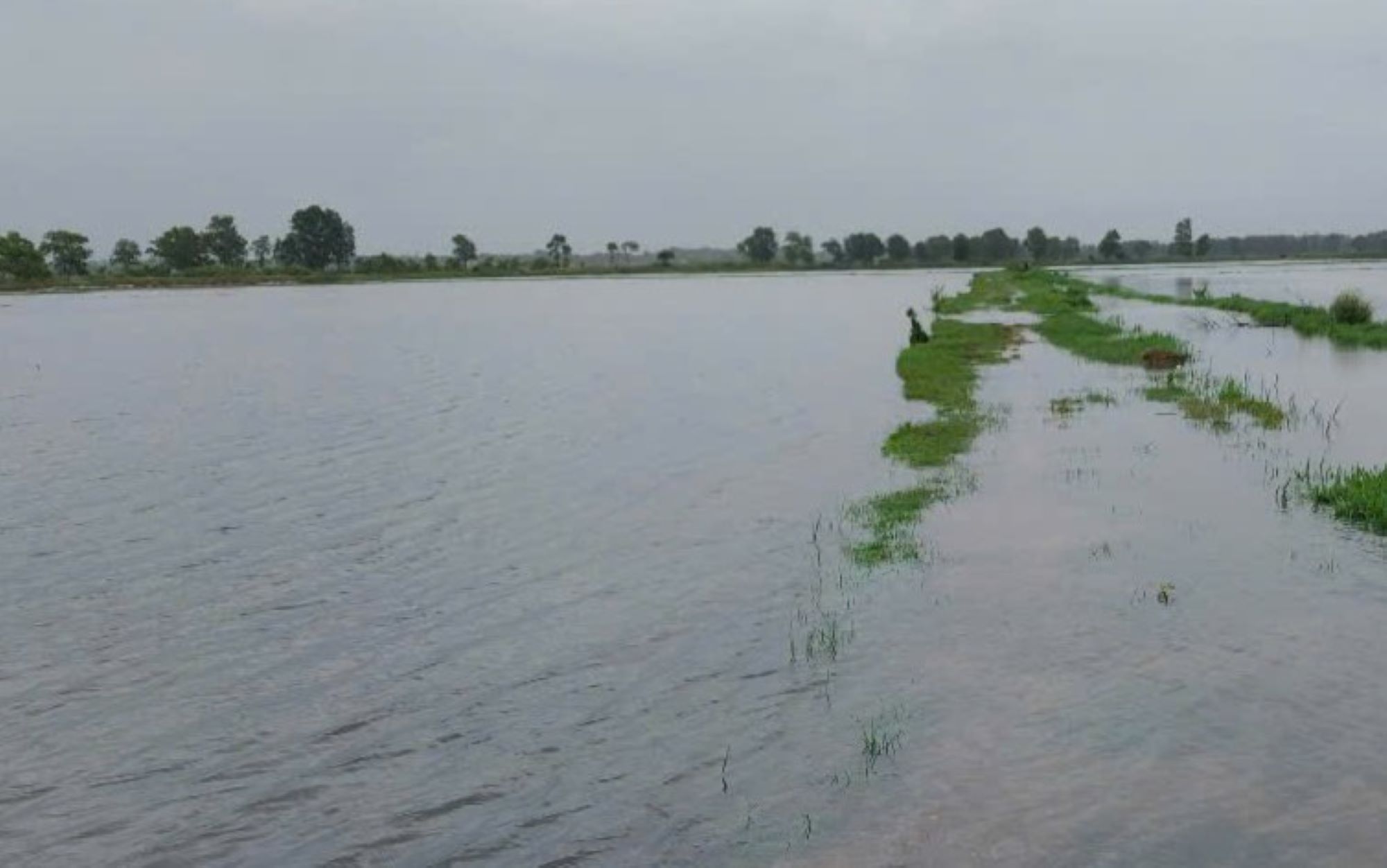 Heavy rain caused flooding, nearly 8,000 hectares of rice were flooded. Photo: Han Nguyen