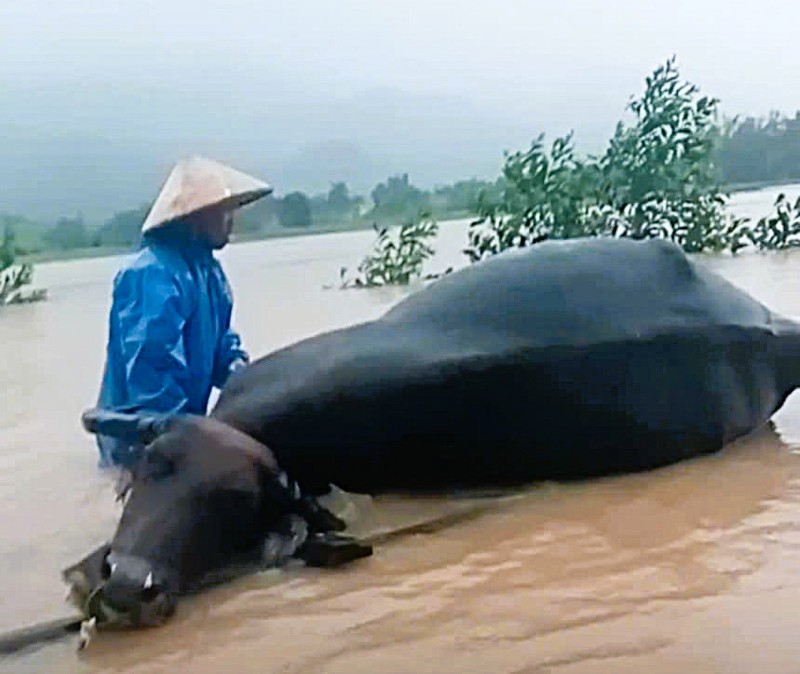 Mua lu gay thiet hai nhieu nha cua, vat nuoi va hoa mau tai Quang Nam. Anh: Truong An