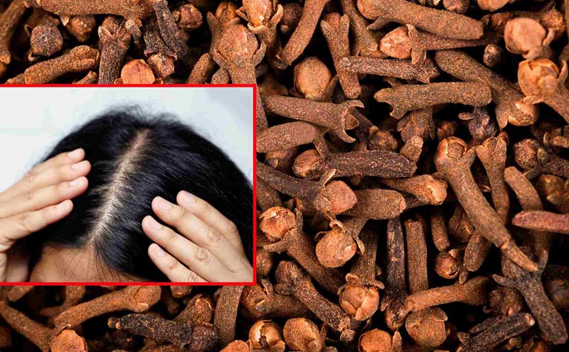 Revealing a medicinal herb that effectively reduces hair loss. Graphics: Thach Lam