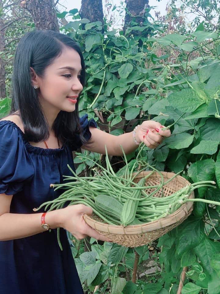 Viet Trinh thu hoach rau trong khu vuon.