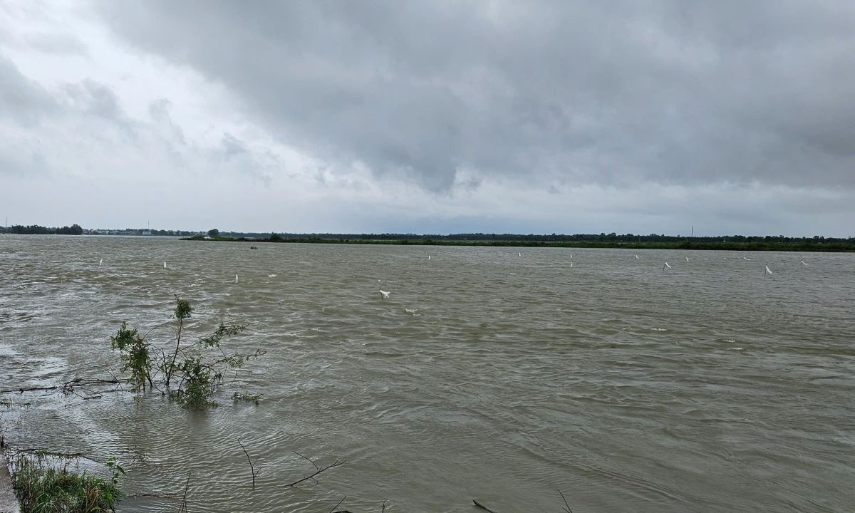 Nuoc trang dong ruong khien nhieu dien tich lua bi nhan chim. Anh: Han Nguyen