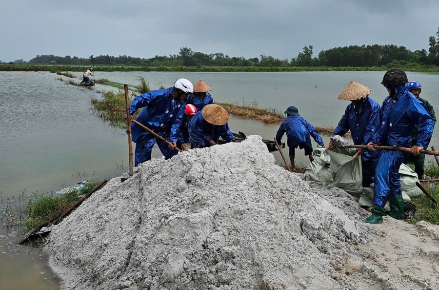 Las fuertes lluvias causaron inundaciones de arroz, las personas fueron al campo para evitar que los diques eviten que las inundaciones se inundan en los campos. Foto: Han Nguyen