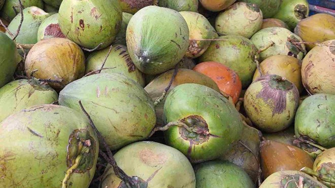 Magnesium-rich coconut water helps you sleep better. Photo: Ha May.