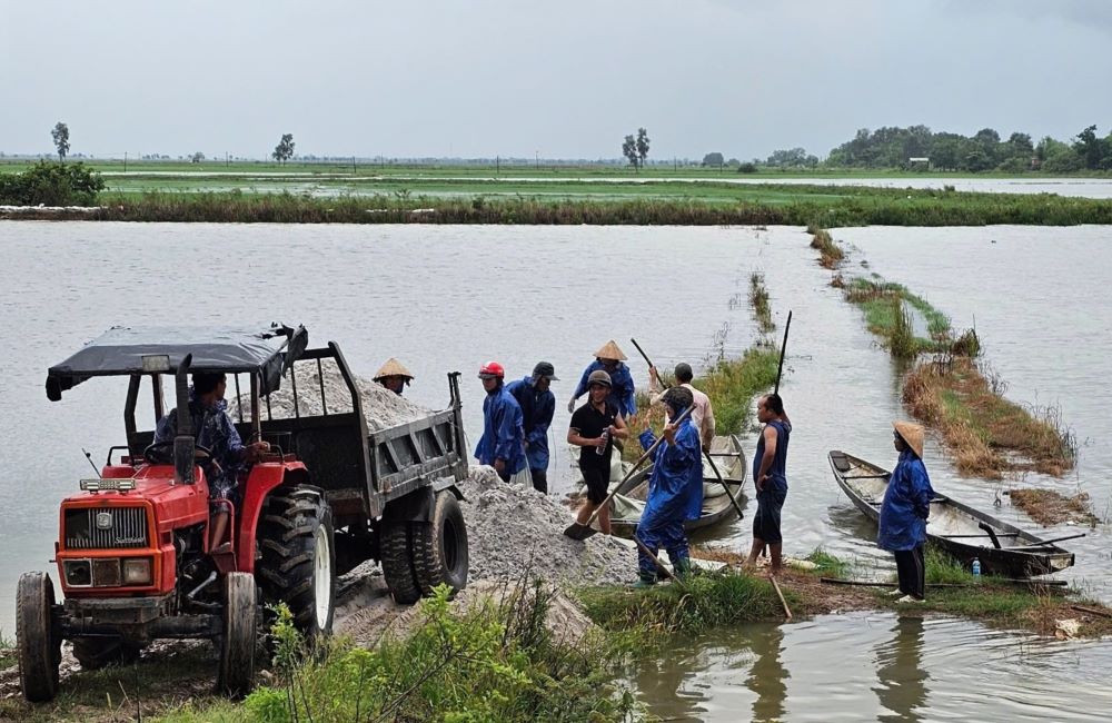 Las fuertes lluvias causaron inundaciones, las personas fueron movilizadas para construir diques para salvar el arroz. Foto: Han Nguyen