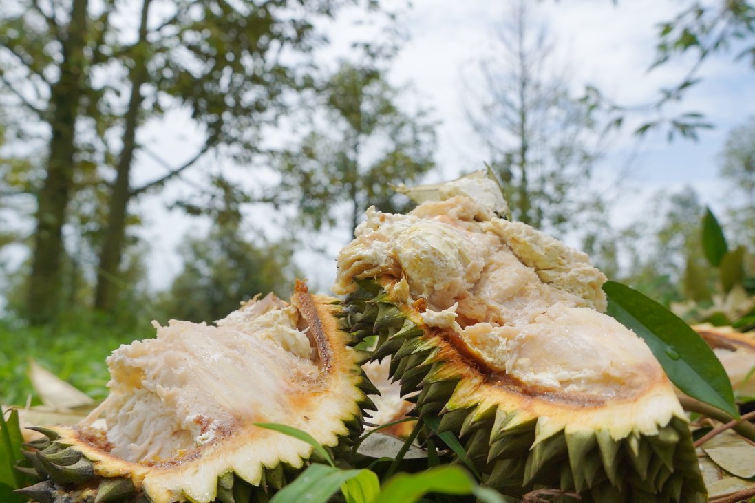Cay cho ra qua nhung bi thoi. Anh: Ta Quang