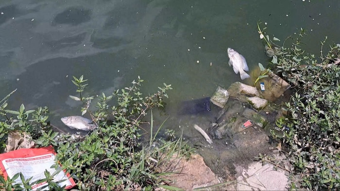 Garbage, deaths caused environmental pollution at a regulating lake in Hanoi.