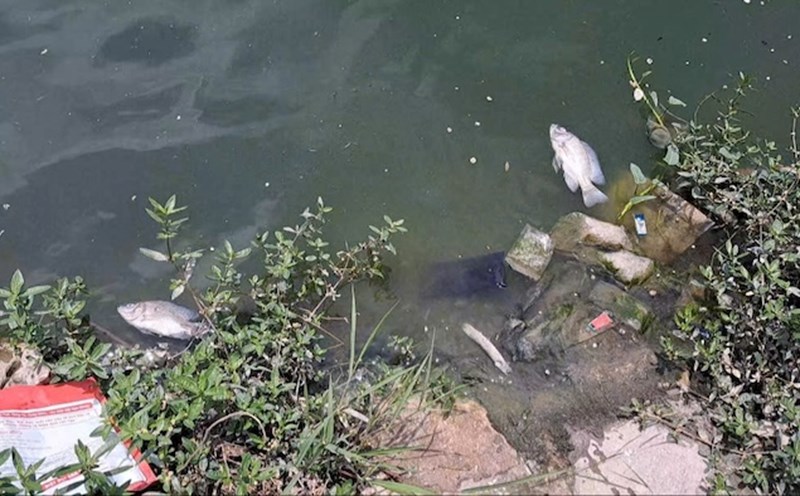 Garbage, deaths caused environmental pollution at a regulating lake in Hanoi.