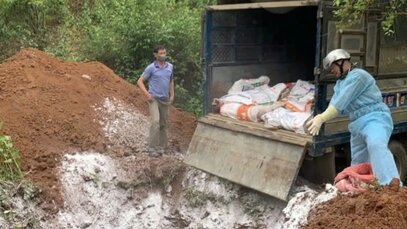 Son La City authorities are destroying pigs affected by African swine fever in the area where the outbreak occurred. Photo: Le Hanh