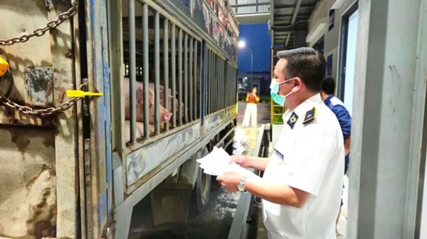 Las fuerzas funcionales inspeccionaron inesperadamente matanza en C.P. Compañia. Foto: Anh Duong