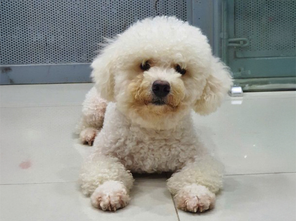 Pets need to be brushed and showered regularly to ensure the living space is always clean. Photo: Lan Chi