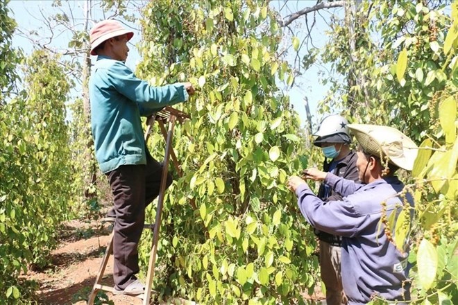 Pepper prices today, June 13: The Indonesian market continues to fluctuate. Photo: Thanh Tuan