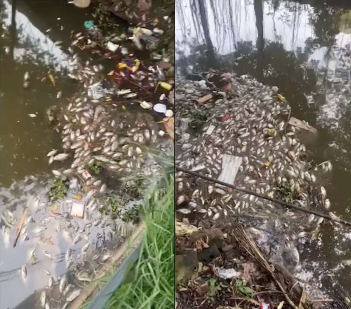 Unusually dead fish float on the water in the canal section of Co Le town (Truc Ninh district, Nam Dinh province). Photo: Provided by the people