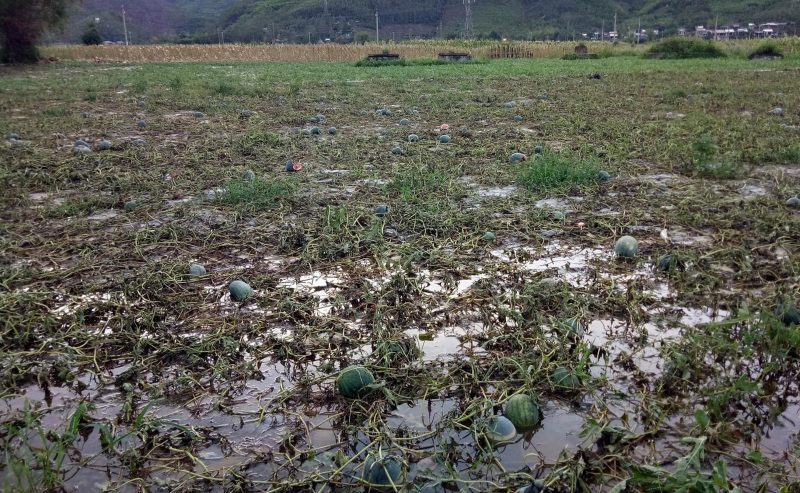 Ca nghin ha lua, hoa mau, dua hau vu He - Thu o vung ron lu Dai Loc, Quang Nam bi ngap ung, hu hai. Anh: Dai Loc