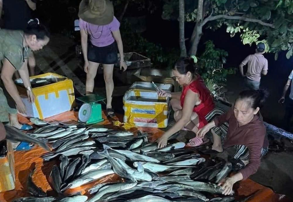 El pescado criado en la jaula murio, las personas venden barato al salvamento. Foto: Han Nguyen
