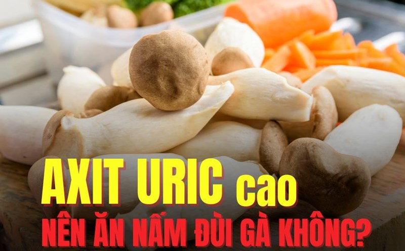 Chicken thigh mushrooms effectively support lowering uric acid. Graphics: Tra My
