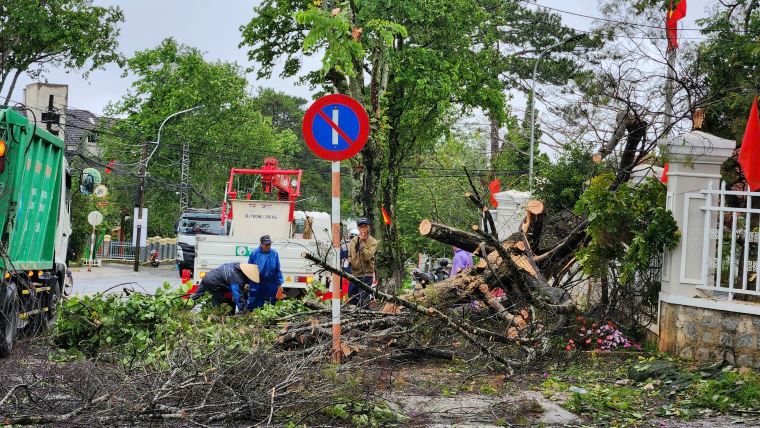 El viejo arbol cayo despues de una fuerte lluvia. Foto: Lam Hong