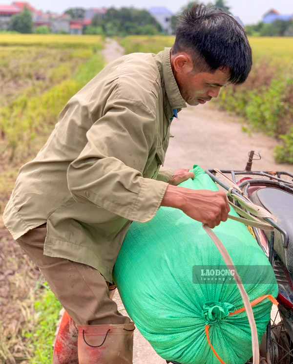 Nhung bao thoc day duoc nguoi dan van chuyen ve nha de kip phoi khi troi con nang.