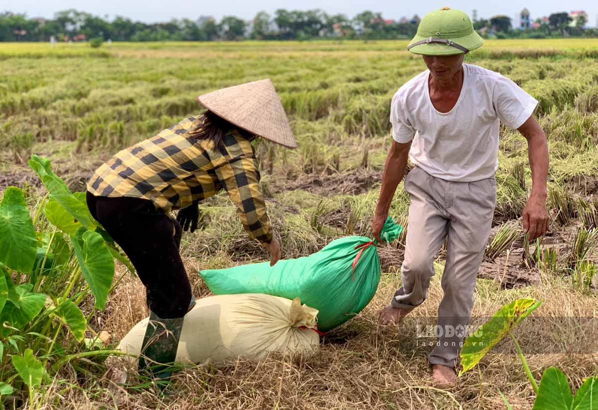 Nhieu nam nay, viec gat lua cua nguoi nong dan thuan tien hon nho co may gat