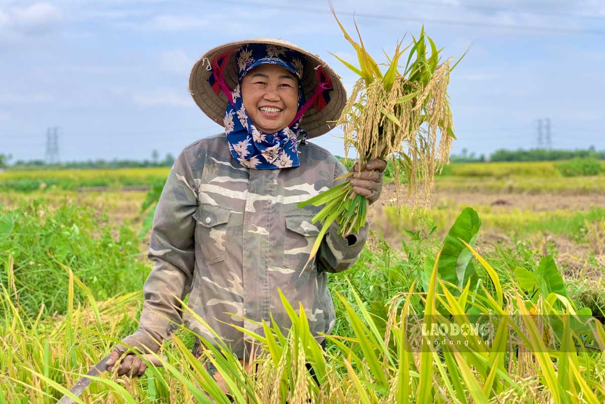 Nguoi dan phan khoi khi vu lua nam nay duoc mua.