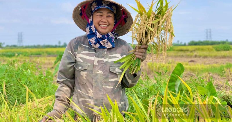 Nông dân quê lúa Thái Bình được mùa
