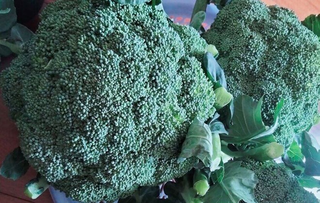Broccoli has the effect of supporting belly fat burning. Photo: Kieu Vu