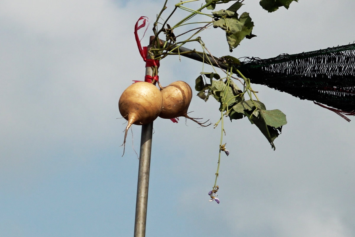 Sao trees are planted on boats, hanging some agricultural products at Cai Rang floating market, Can Tho. Photo: Doan Hung