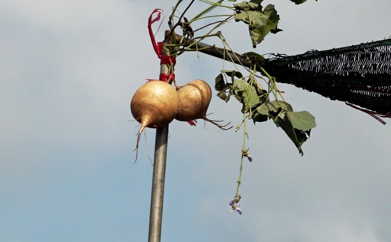 Sao trees are planted on boats, hanging some agricultural products at Cai Rang floating market, Can Tho. Photo: Doan Hung