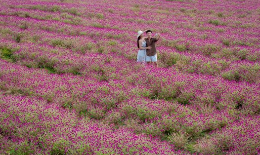 Vườn hoa 10.000m² nở rộ tại Yang Bay đang chào đón du khách trải nghiệm mùa hè thiên nhiên rừng núi Khánh Hòa. Ảnh: Thanh Thanh