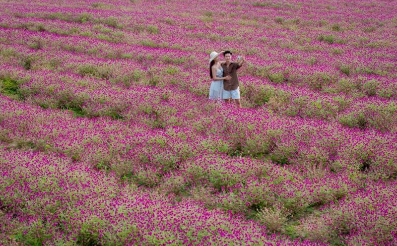 The flourishing 10,000m2 flower garden in Yang Bay is welcoming visitors to experience the natural summer of Khanh Hoa mountains and forests. Photo: Thanh Thanh