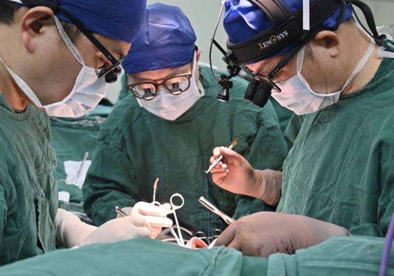 Los cientificos chinos han estudiado como cultivar el corazon humano en los embriones de cerdo. Foto: Xinhua