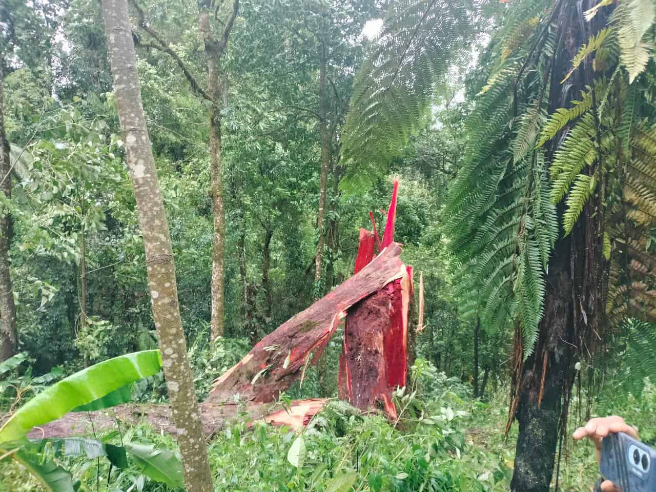 Cay rung bi nga do. Anh: Thanh Tuan
