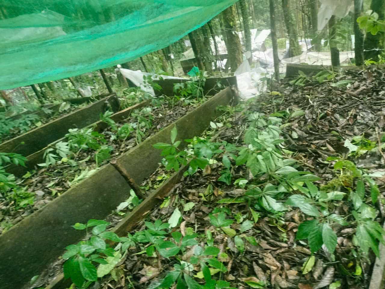 NGOC Linh Ginseng Garden fue dañado por tormentas. Foto: Thanh Tuan