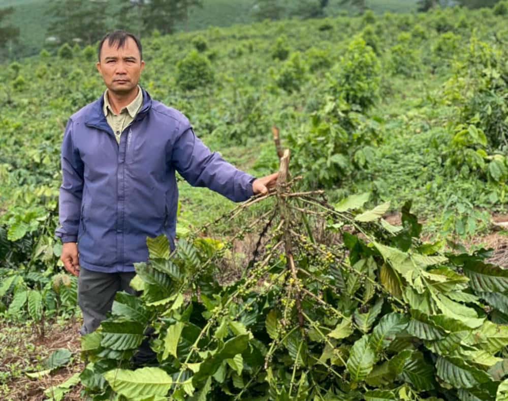 Ông Đương bên vườn cà phê bị chặt phá. Ảnh: Lam Hồng 