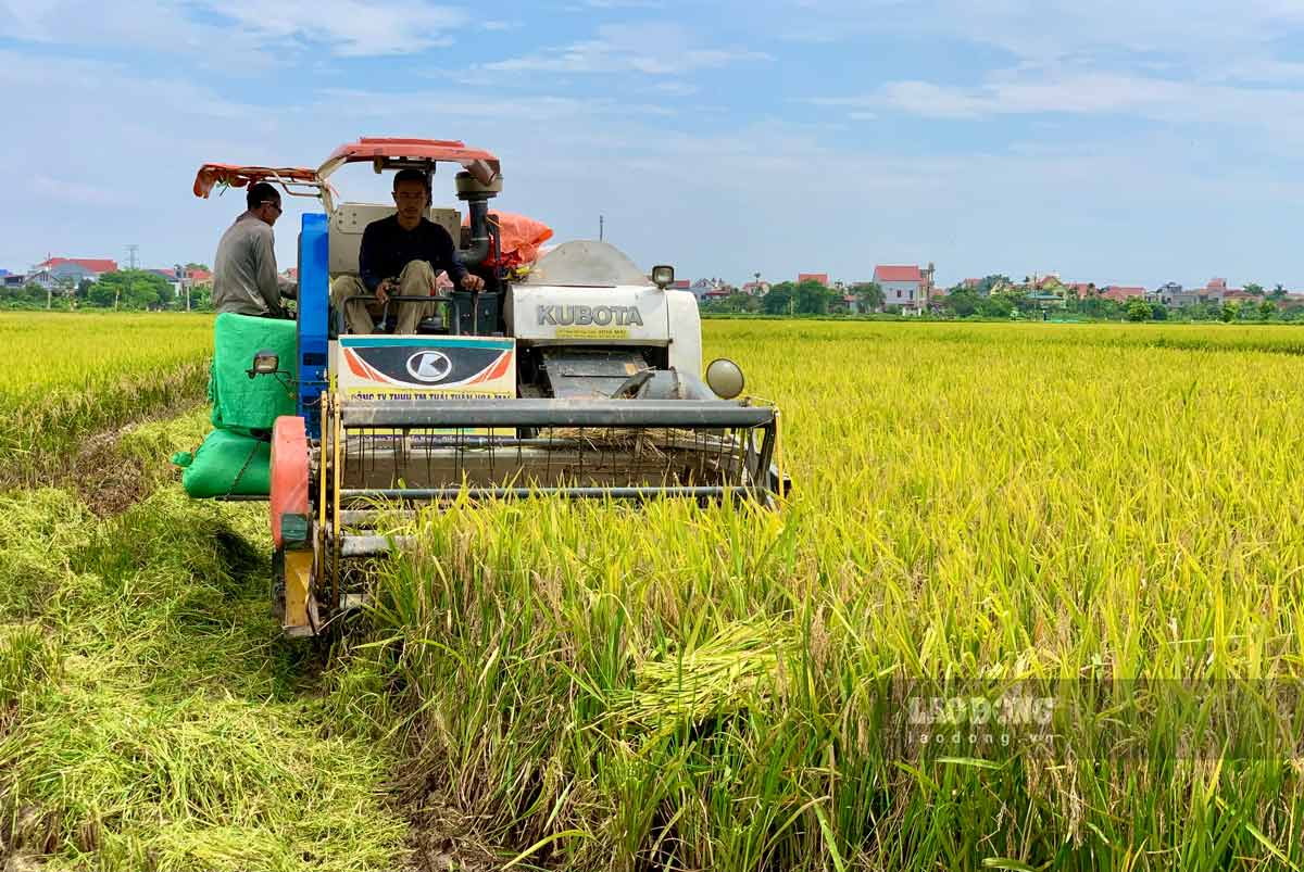 Nhung ngay thang 6, tren canh dong o huyen Dong Hung va Hung Ha, tinh Thai Binh, nguoi dan dang tat bat thu hoach lua. Anh: Luong Ha