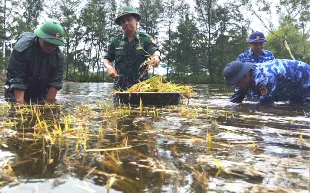 Los guardias fronterizos y la policia de la costa se empaparon de inundaciones para cosechar arroz. Foto: Han Nguyen