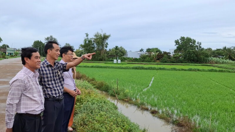 Deputy Director of the Department of Agriculture and Environment of Bac Lieu (the person in charge) inspects the actual rice affected by heavy rain. Photo: Nhat Ho