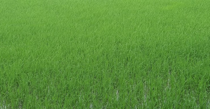 Cac tra lua tai Ca Mau dang phat trien tot. Tuy nhien, neu mua keo dai, thoat nuoc khong kip se anh huong nghiem trong. Anh: Nhat Ho