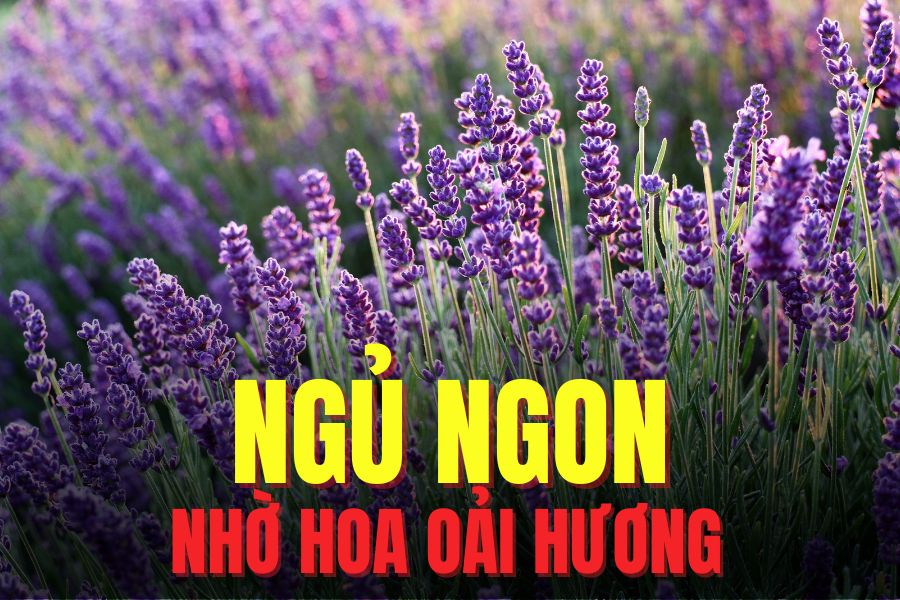 lavender helps you sleep better and more deeply. Graphics: Tra My