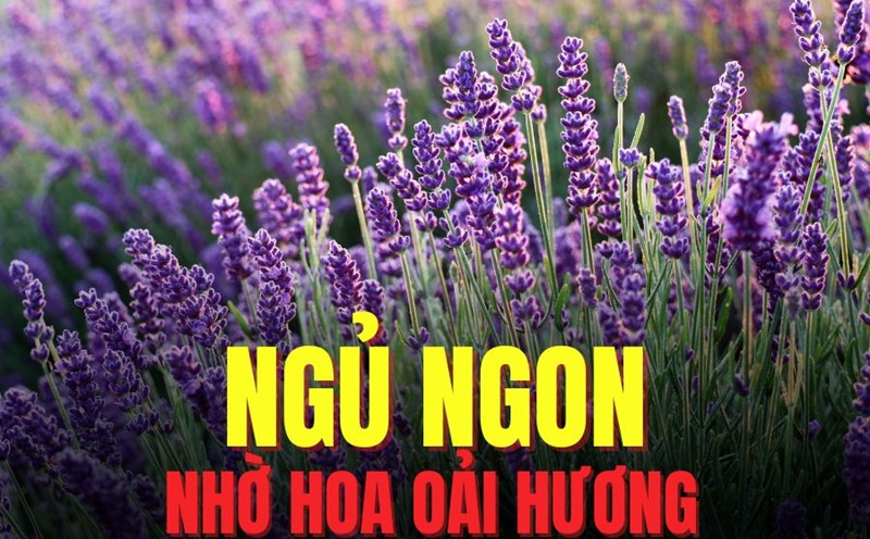 lavender helps you sleep better and more deeply. Graphics: Tra My