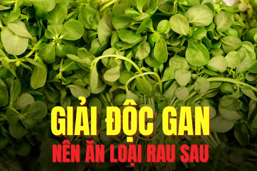 Setter leaves help detoxify the liver effectively thanks to their rich content of essential nutrients. Graphics: Tra My