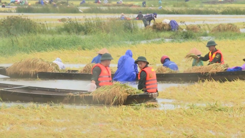 Las vigas de lluvia ayudan a las personas en el arroz de la cosecha de Hue despues de las inundaciones.