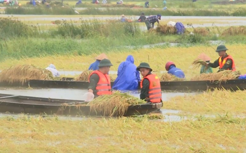 Rainbeat soldiers help people in Hue harvest rice after floods.