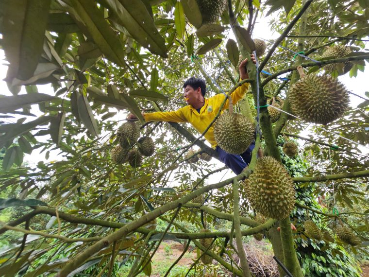 Dak Lak leads the country in durian area. Photo: Thanh Quynh
