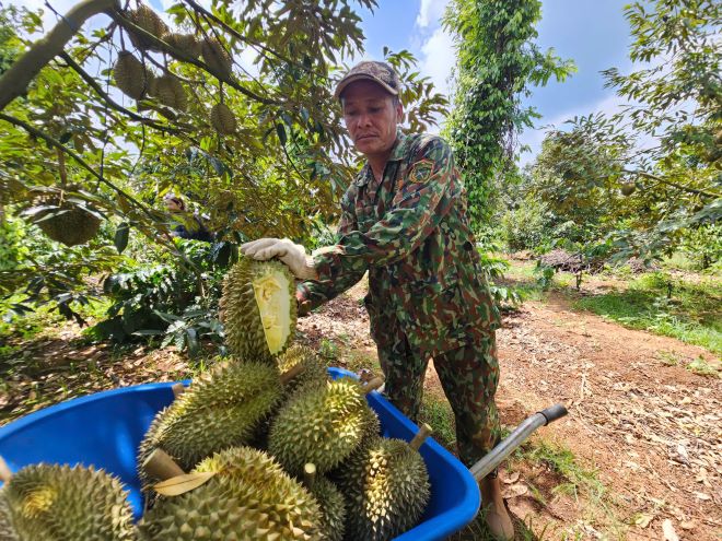 Khoang 3 thang nua, Dak Lak vao vu thu hoach sau rieng. Anh: Thanh Quynh