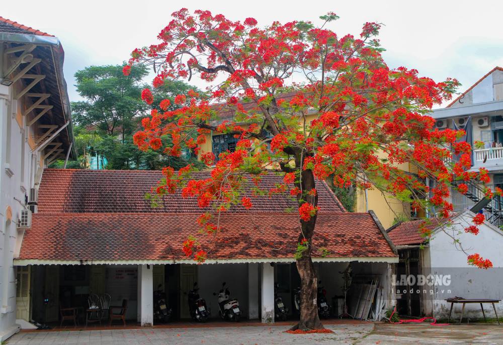Moi khi he den, TP Hue lai buoc vao mot trong nhung thoi khac ruc ro nhat trong nam. Khong on ao, khong voi va, Hue lang le chuyen minh bang nhung gam mau tuoi sang, noi bat nhat la sac do ruc cua hoa phuong vi va sac vang rang ro cua hoa phuong vang.